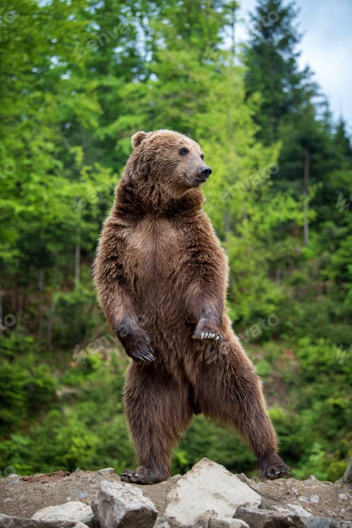 Preview: Big brown bear standing on his hind legs