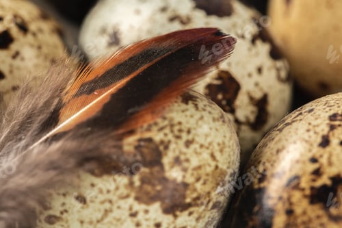Preview: Quail eggs on a wooden table