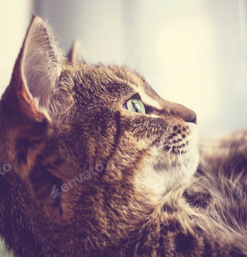 Preview: Cat