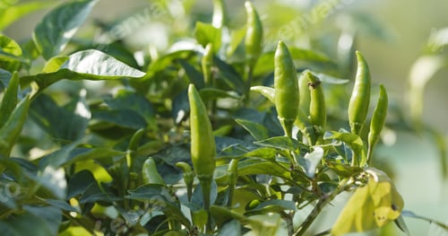 Preview: Chili pepper plant
