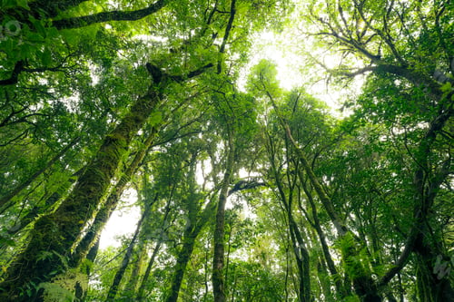 Preview: Looking up view of tree trunk to green leaves of tree in forest with sun light. Fresh environment