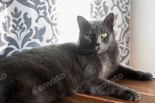 Preview: pets cats at home