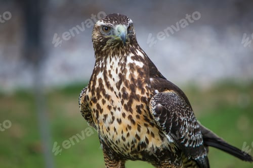 Preview: American Kestrel at a bird sanctuary near Otavalo, Ecuador