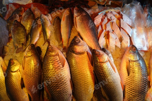 Preview: raw fish display for sale at local market in Bangladesh