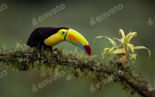 Preview: Toucan in Costa Rica