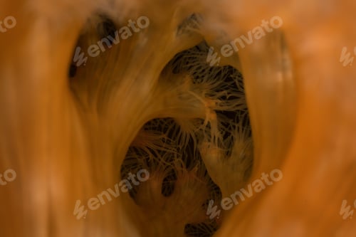 Preview: Macro Picture of Orange Plumose Anemone in Pacific Northwest Ocean