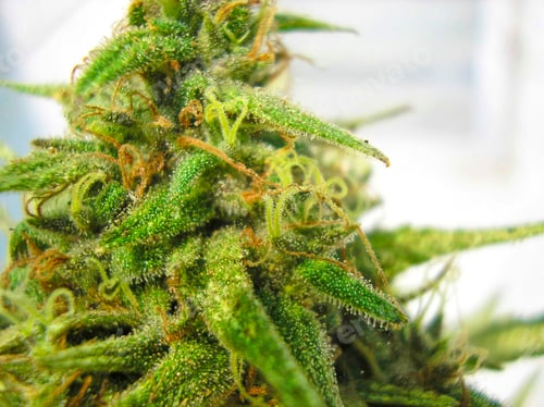 Preview: branch of cannabis plant with buds on white background