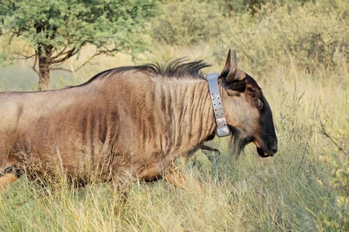 Preview: Blue wildebeest with a satellite tracking collar