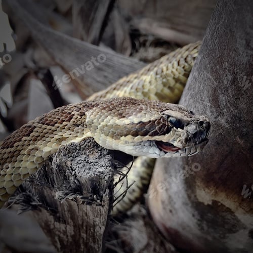 Preview: California Diamondback Rattlesnake!