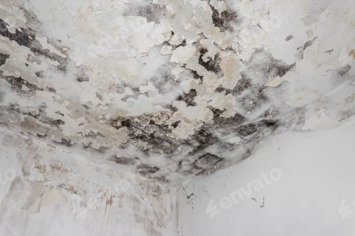 Preview: Moss and Mold spots on the ceiling