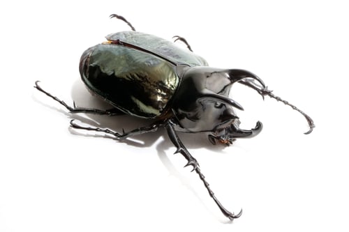 Preview: Beetle chalcosoma caucasus on white background