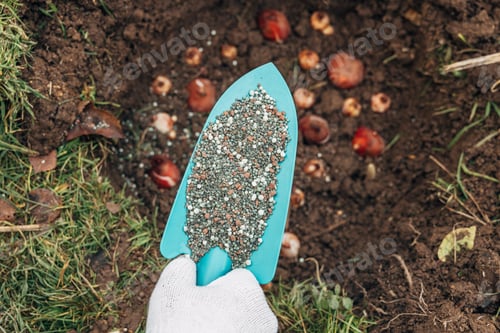 Preview: top dressing with granular fertilizer for spring bulbous plants when planting