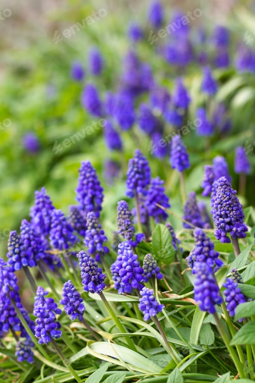 Preview: Floral background of blue muscari in the spring garden