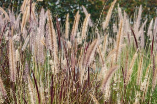 Preview: Beautiful view of a field of common reed