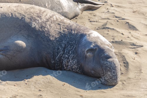 Preview: Closeup view of the Northern elephant seal bull relaxing on the sand on a sunny day