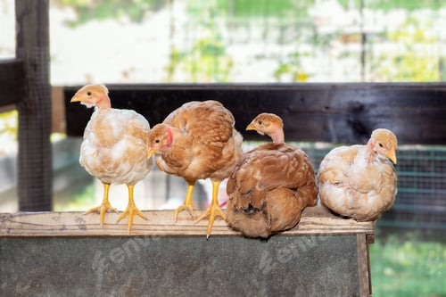 Preview: Young hens perched sit on the roof of a wooden nest box in the chicken coop