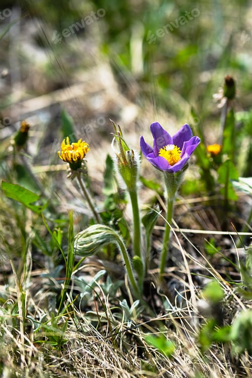 Preview: Pulsatilla Vulgaris One of First Wildflower Appearing in Spring.