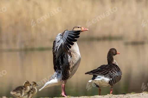 Preview: Greylag goose (anser anser) cleaning wings on shore of the lake
