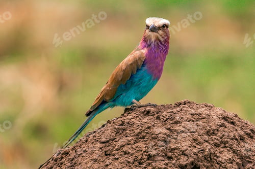 Preview: Lilac Breasted Roller Bird Maasai Mara National Game Reserve