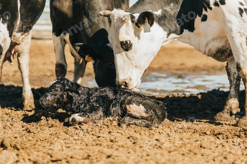 Preview: a cow begins to lick the calf to clean it