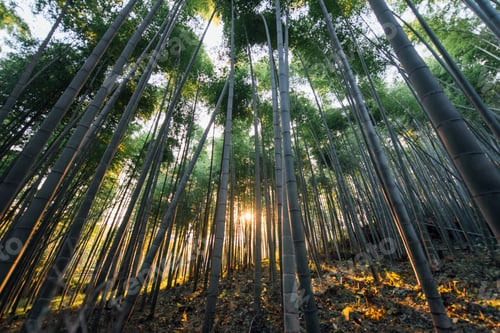 Preview: Bamboo forest in Kyoto countryside