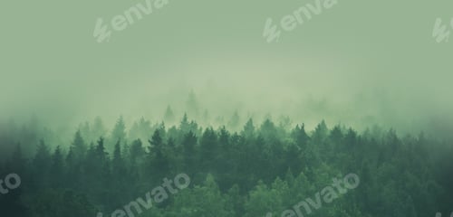 Preview: Foggy Forest Panorama