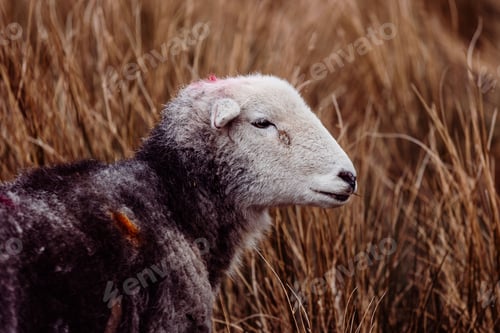 Preview: Herdwick sheep stands in a field of long grass, surrounded by a rural farm area