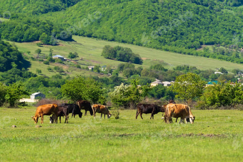 Preview: Cows graze on a green meadow