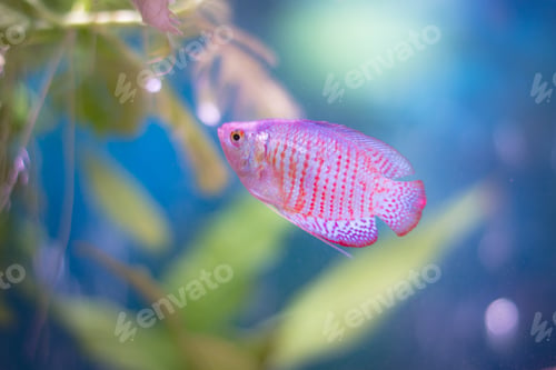 Preview: Closeup of a blue and pink Dwarf Gourami swimming in an aquarium under the lights