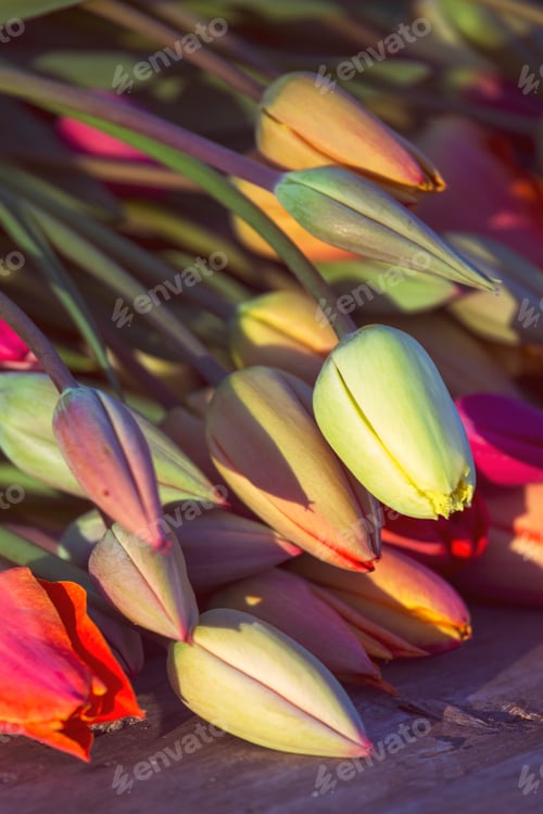 Preview: huge bouquet of tulips