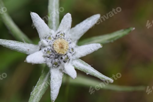 Preview: edelweiss