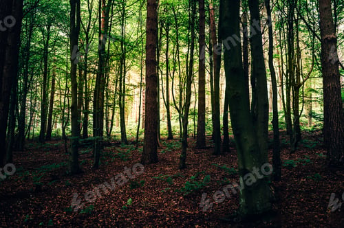 Preview: Dark forest during summer