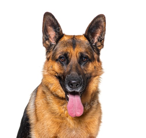 Preview: Portrait of a panting German shepherd, isolated on white