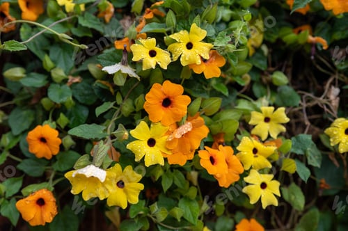 Preview: Assortment of colorful flowers shot outdoors