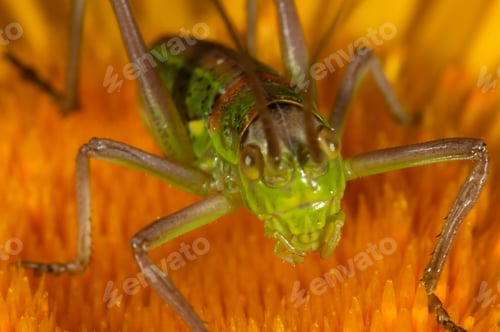 Preview: Grasshopper (steropleurus sp)