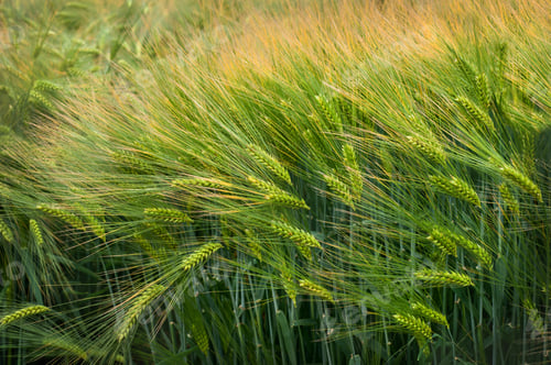 Preview: A close-up of a barley field with bright green-yellow spikelets
