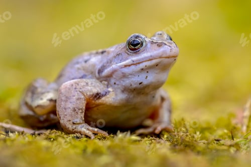Preview: Blue Moor frog looking in camera