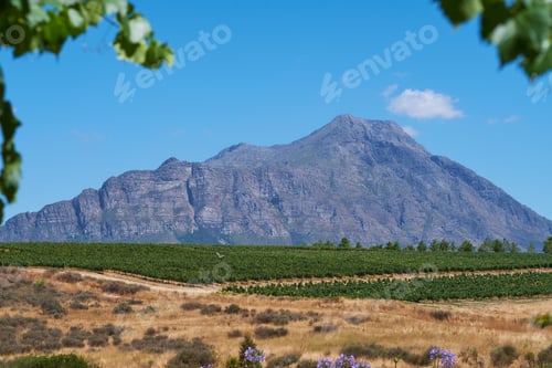 Preview: Home of South African wine