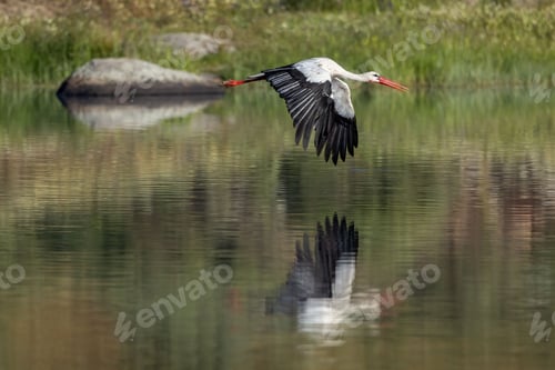 Preview: Beautiful shot of a stork flying over a reflective green pond on a sunny day with blurred background