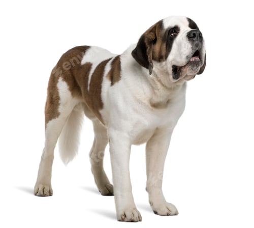 Preview: Saint Bernard, 4 years old, standing in front of white background