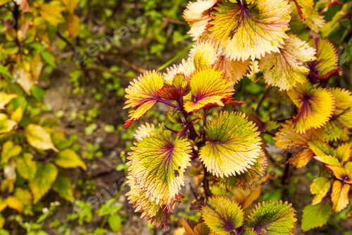 Preview: Coleus