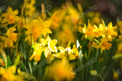 Preview: A GLADE OF FLOWERING YELLOW NARCISSOS. SPRING BACKGROUND