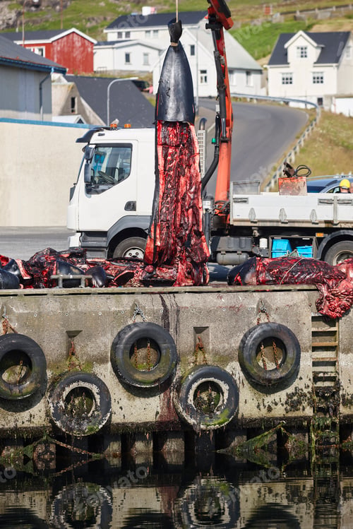 Preview: Whaling in the Faroe islands. Pilot whales cutting up