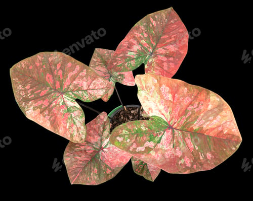 Preview: Beautiful colorful caladium on Black background isolate with clipping path.