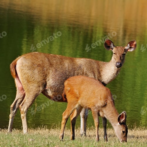 Preview: deer