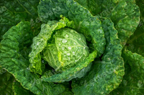 Preview: View of a fresh grown lettuce, with a solid centre and outer leaves.