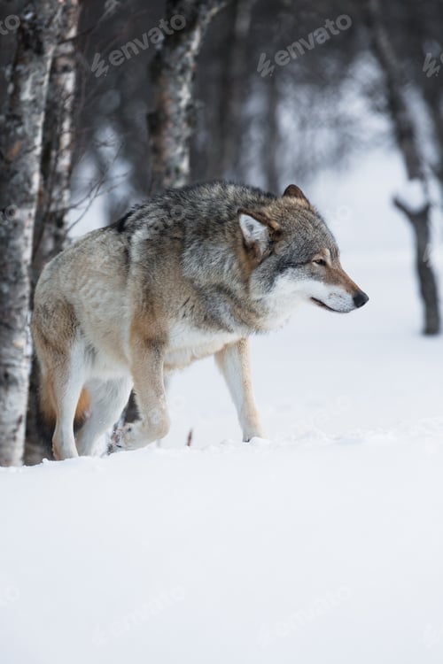 Preview: Wolf walks in the snow