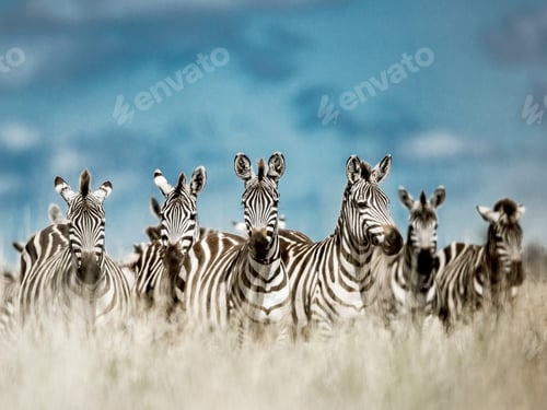 Preview: Herd of zebra in the wild savannah, Serengeti, Africa