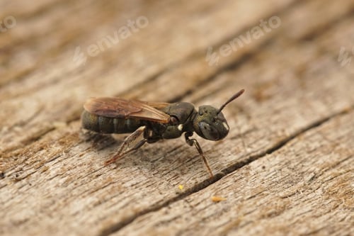 Preview: Closeup on a colorful Little Blue Carpenter Bee, Ceratina cyanea sitting on wood