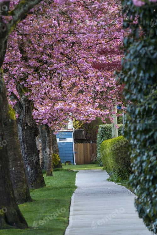 Preview: Blossoming alley